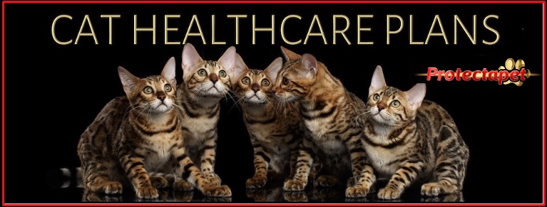 Protectapets Cat and Kitten healthcare plans